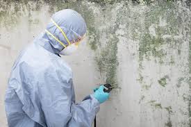 Best Environmental Consulting for Mold Prevention in Durango, CO